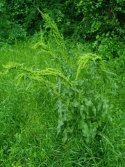 Rumex altissimus