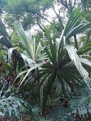 Sabal mauritiiformis