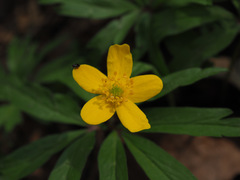Anemonoides ranunculoides