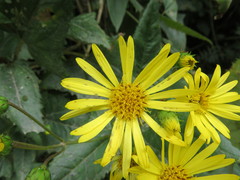Munnozia