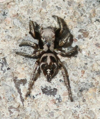Habronattus cuspidatus