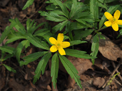 Anemonoides ranunculoides