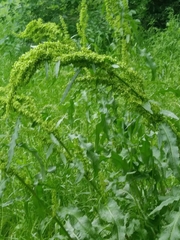 Rumex altissimus