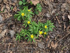 Anemonoides ranunculoides