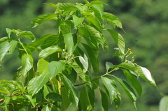 Mussaenda raiateensis