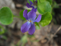 Viola odorata