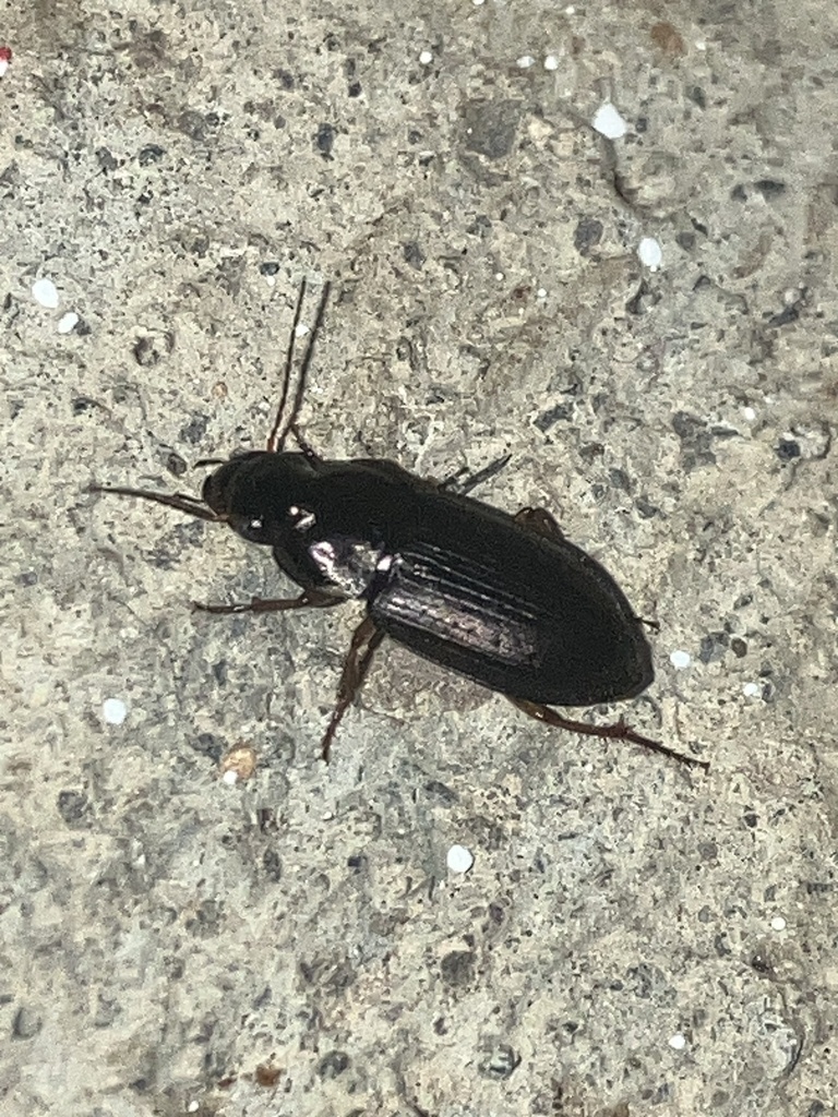 Selenophorus seriatoporus