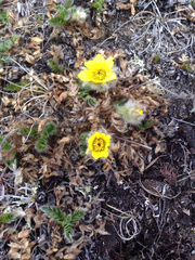Geum glaciale