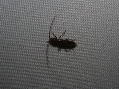 Geropa concolor