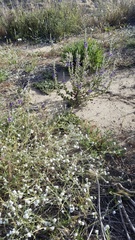Sairocarpus pusillus