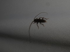 Geropa concolor