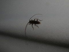 Geropa concolor