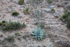 Agave asperrima potosiensis