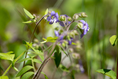 Polemonium reptans villosum