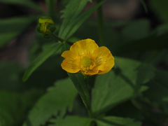 Ranunculus fallax
