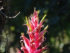 Tillandsia bourgaei