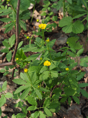 Ranunculus fallax