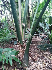Sabal mauritiiformis