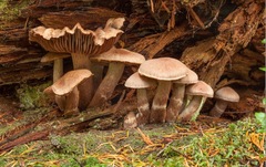 Cortinarius cacaocolor
