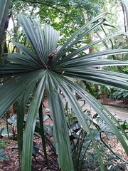 Sabal mauritiiformis