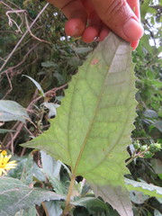 Munnozia