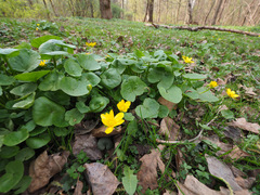 Ficaria verna
