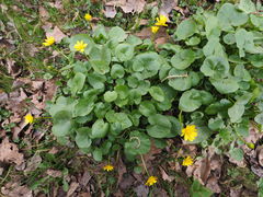 Ficaria verna