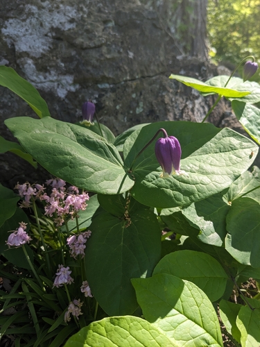 Image of Clematis addisonii by (c) Alaina Krakowiak, some rights reserved (CC BY)