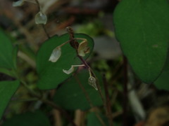 Scutellaria integrifolia