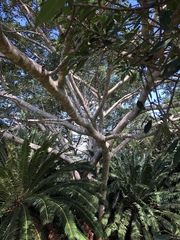 Ficus burkei