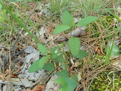 Scutellaria integrifolia