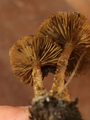 Pholiota subflammans