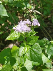Tamaulipa azurea