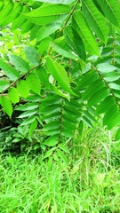 Zanthoxylum ailanthoides ailanthoides