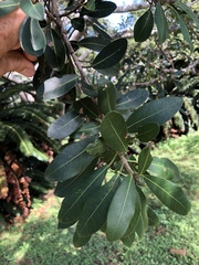 Ficus burkei