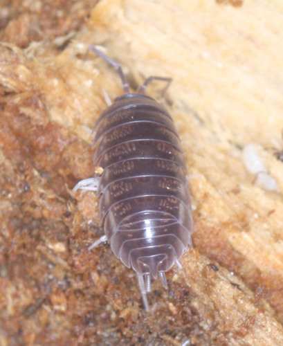 Cylisticus convexus