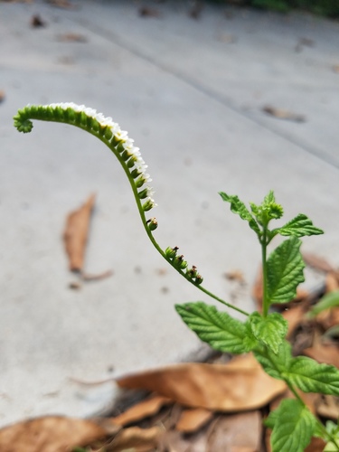 Scorpion's-tail