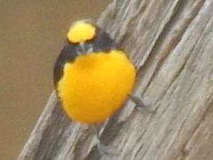 Euphonia laniirostris melanura
