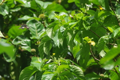 Mussaenda raiateensis