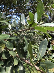 Ficus burkei