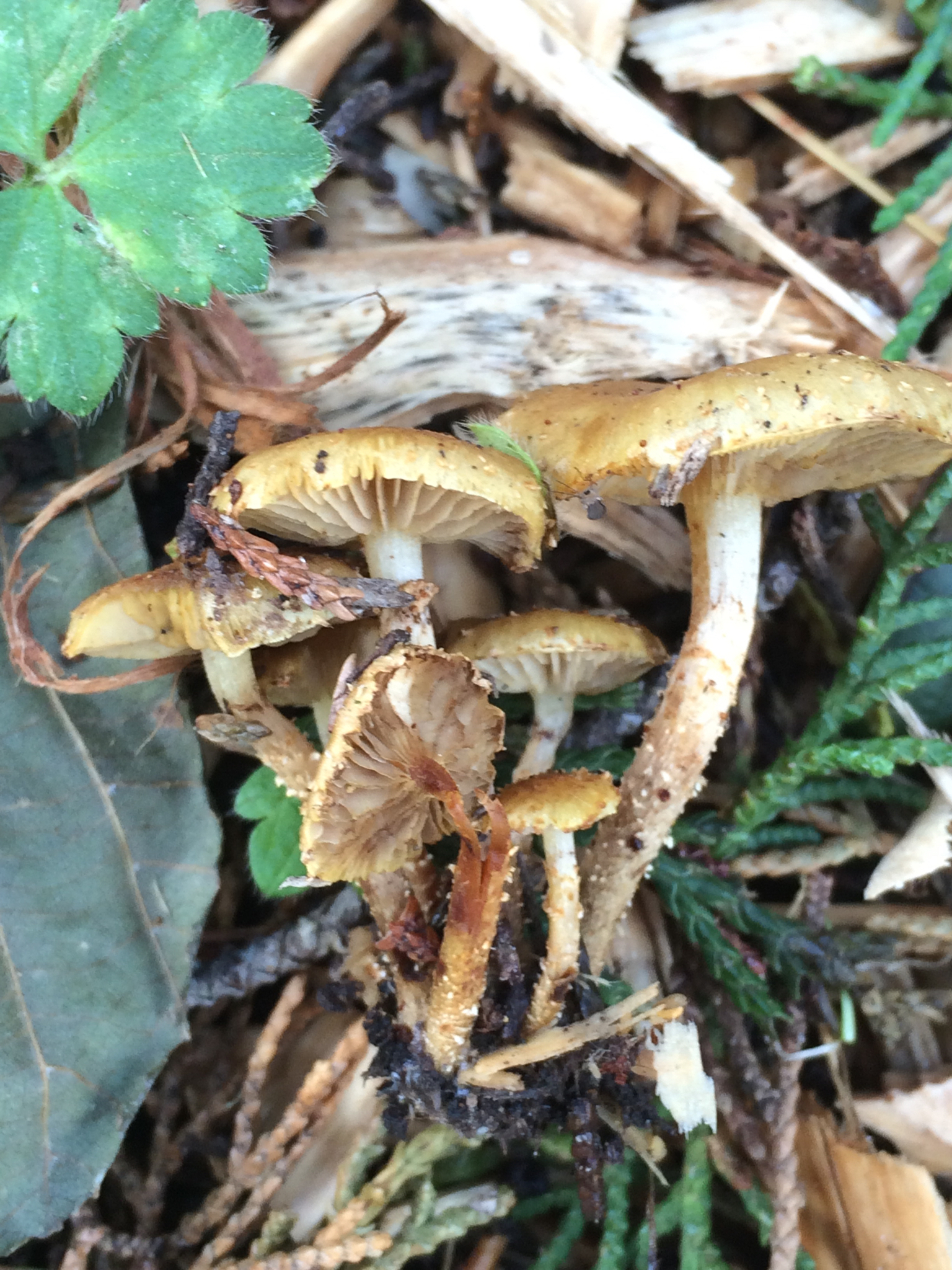 Pholiota subflammans image
