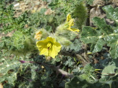 Solanum fructu-tecto