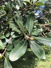 Ficus burkei