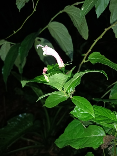 Image of Centropogon cornutus by (c) Guillaume Delaitre, some rights reserved (CC BY)