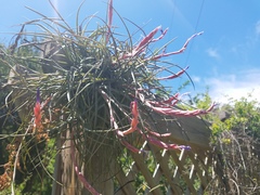 Tillandsia baileyi