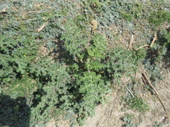 Solanum fructu-tecto