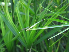 Acanthagrion quadratum