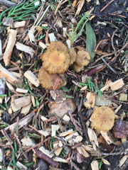 Pholiota subflammans