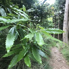Quercus stenophylloides