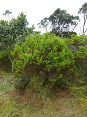 Hypericum juniperinum